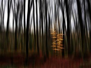 Yellowtree Yellowtree