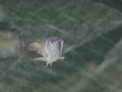 Silver arowana 1