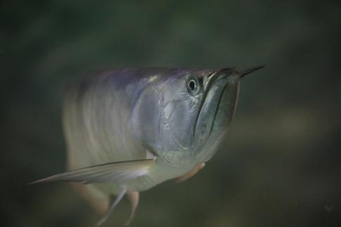 Silver arowana 2