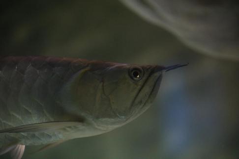 Silver arowana 3
