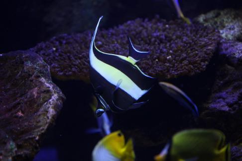 moorish idol 1