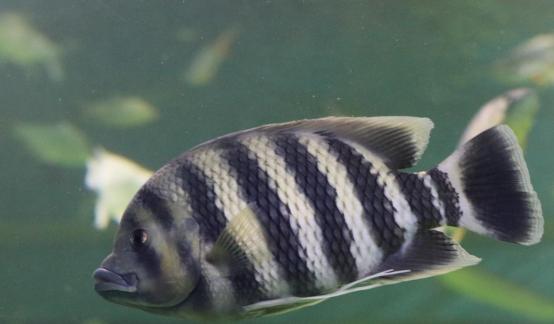 tilapia buttikoferi 5