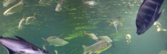 tilapia buttikoferi 6