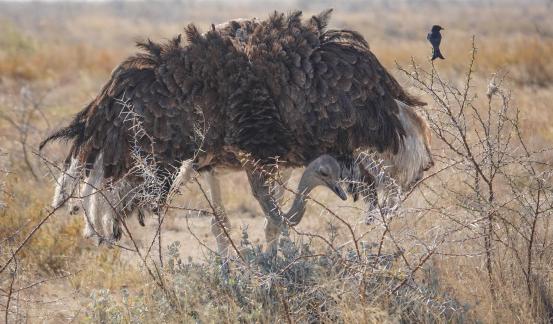 Ostrich with a little friend