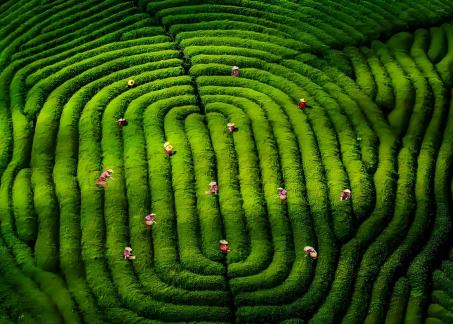 tea tree painting tea tree painting