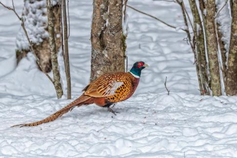 Dressed for the Snow