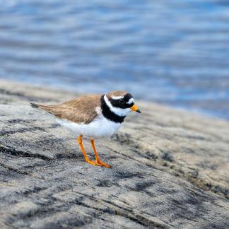 Plover on the Rocks