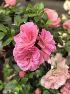 Enchanting azaleas 1