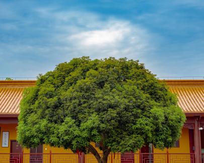 The scenery in the temple 1 The scenery in the temple 1