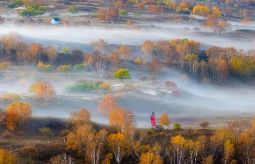 Autumn scenery on Bashang Autumn scenery on Bashang