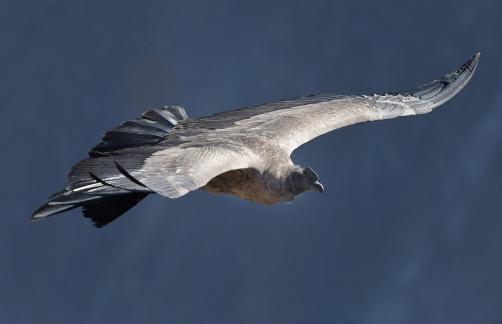 Flight of the Condor 1