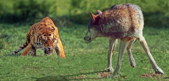 The Challenge The Challenge