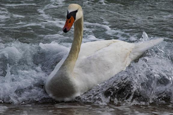 Swan