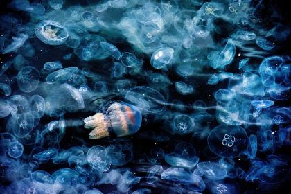 Jellyfish20259