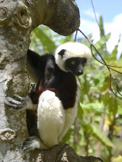 Lemuri