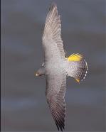 Volare
