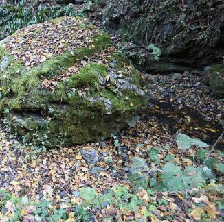fallen leaves 3
