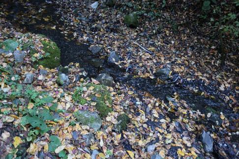 fallen leaves 4