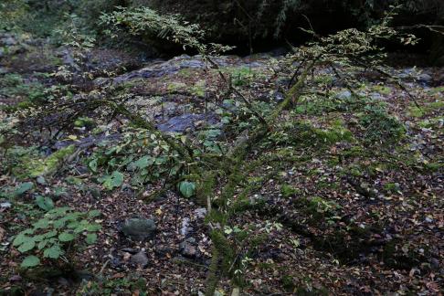 Small stream flow 4
