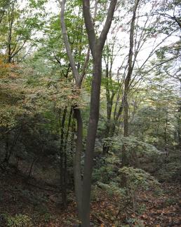 grove 1