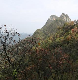 MOUNTAIN TREE 1