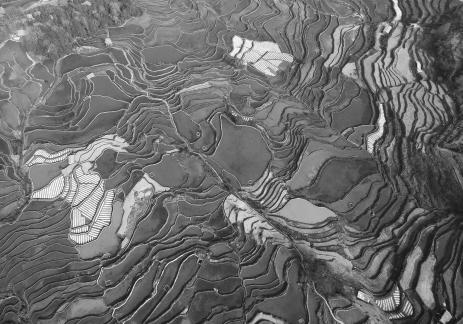 Terraced fields scenery 23