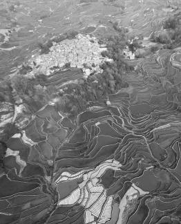 Terraced fields scenery 24