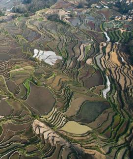 Terraced fields scenery 26