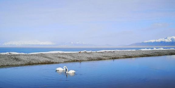 Winter Swan 2