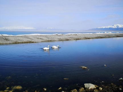 Winter Swan 3