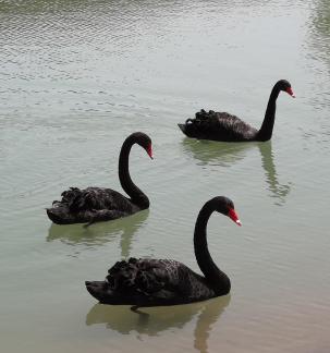 The Land of Black Swans 5