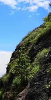 Green Cliff 32