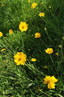 Brilliant mountain flowers 4