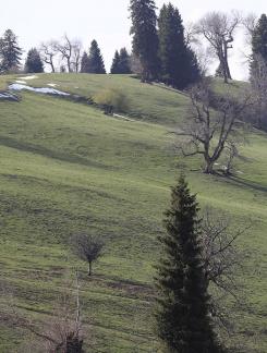 Cold Mountain Green Shadow 13