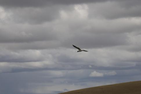 fly far and high 3