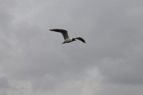 fly far and high 5