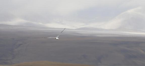 fly far and high 6