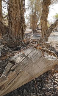 Wood Wilderness 11
