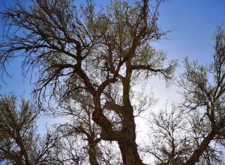 Desert vegetation 2
