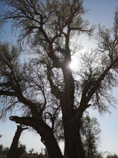 Desert vegetation 3