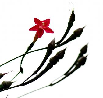 Blooming alone