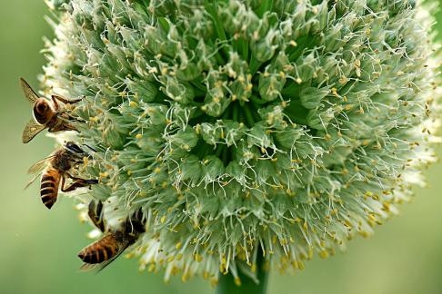 Flower bee collision