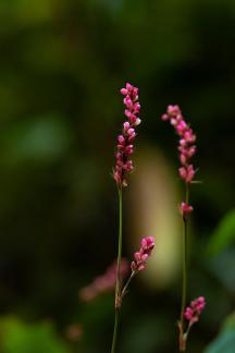 Familiar plants 11