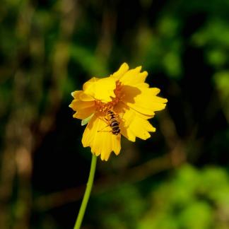 Rural wildflowers 8