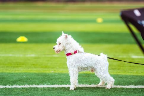 Pets on the grass 9