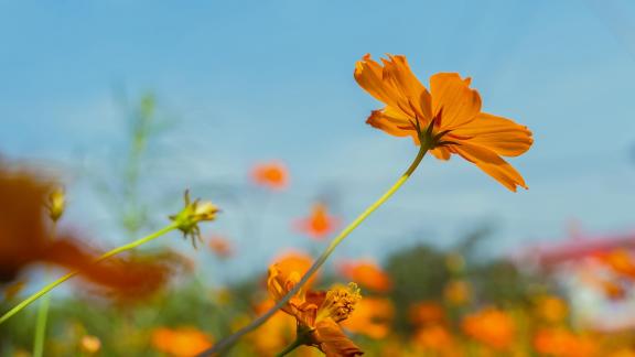 Yellow petals