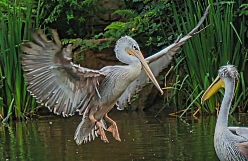 Pelican Flutter