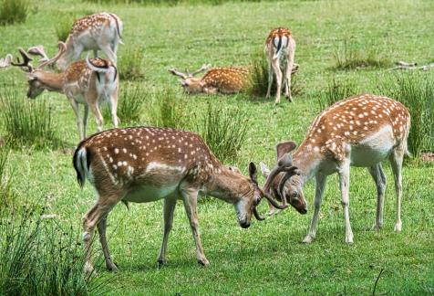 Antler Testing