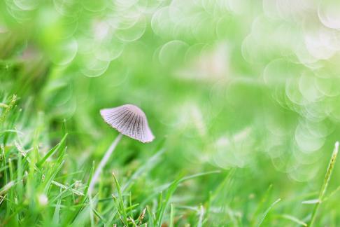  Small parasol in spring
