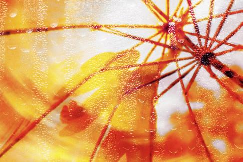 The Story of Oil Paper Umbrella